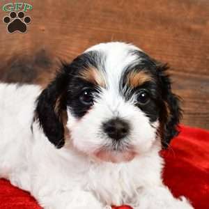 Piper, Cavapoo Puppy