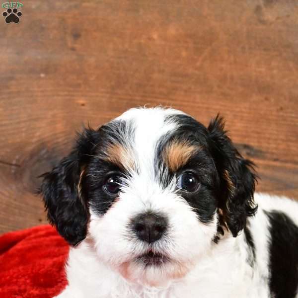 Piper, Cavapoo Puppy