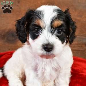 Piper, Cavapoo Puppy