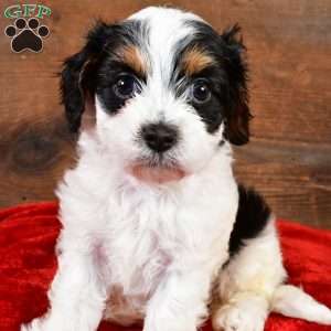 Piper, Cavapoo Puppy