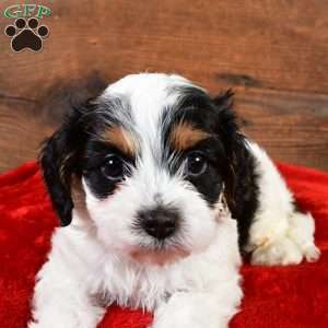 Piper, Cavapoo Puppy