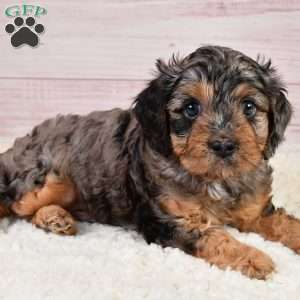 Theodore, Cavapoo Puppy