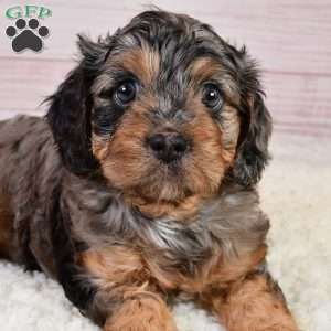 Theodore, Cavapoo Puppy