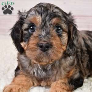 Theodore, Cavapoo Puppy