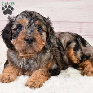 Theodore, Cavapoo Puppy