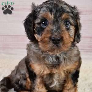 Theodore, Cavapoo Puppy