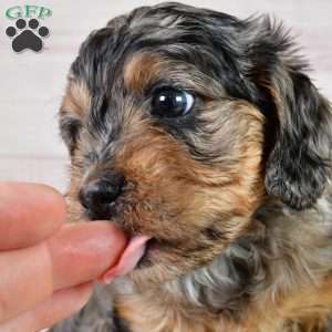 Theodore, Cavapoo Puppy