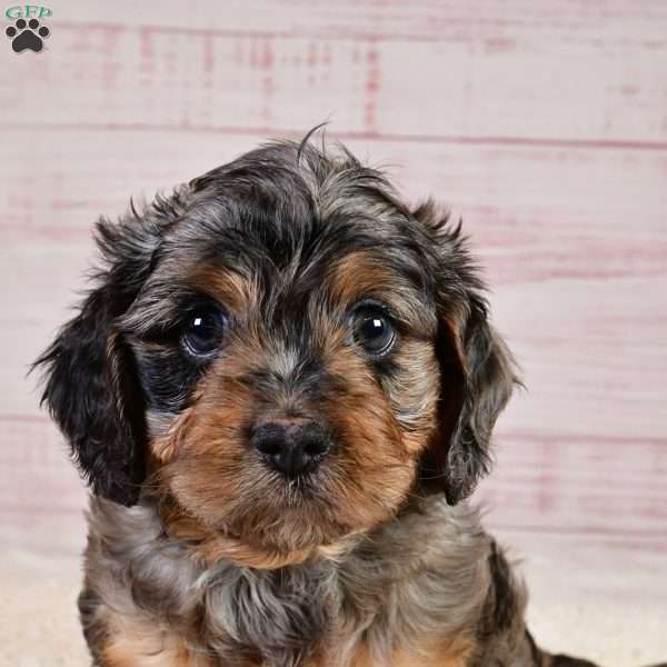 Theodore, Cavapoo Puppy