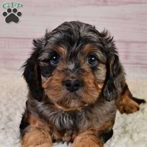 Theodore, Cavapoo Puppy