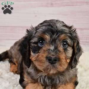 Theodore, Cavapoo Puppy