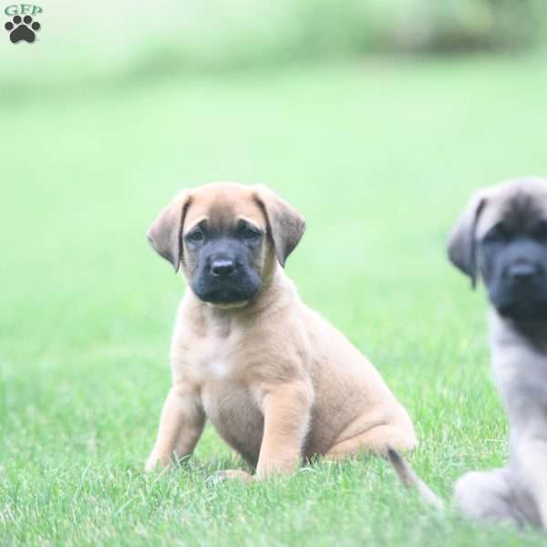 Clifford, English Mastiff Puppy