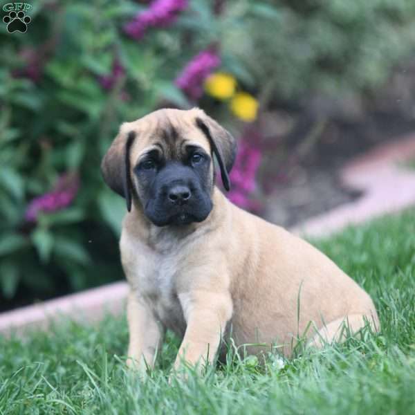 Caroline, English Mastiff Puppy