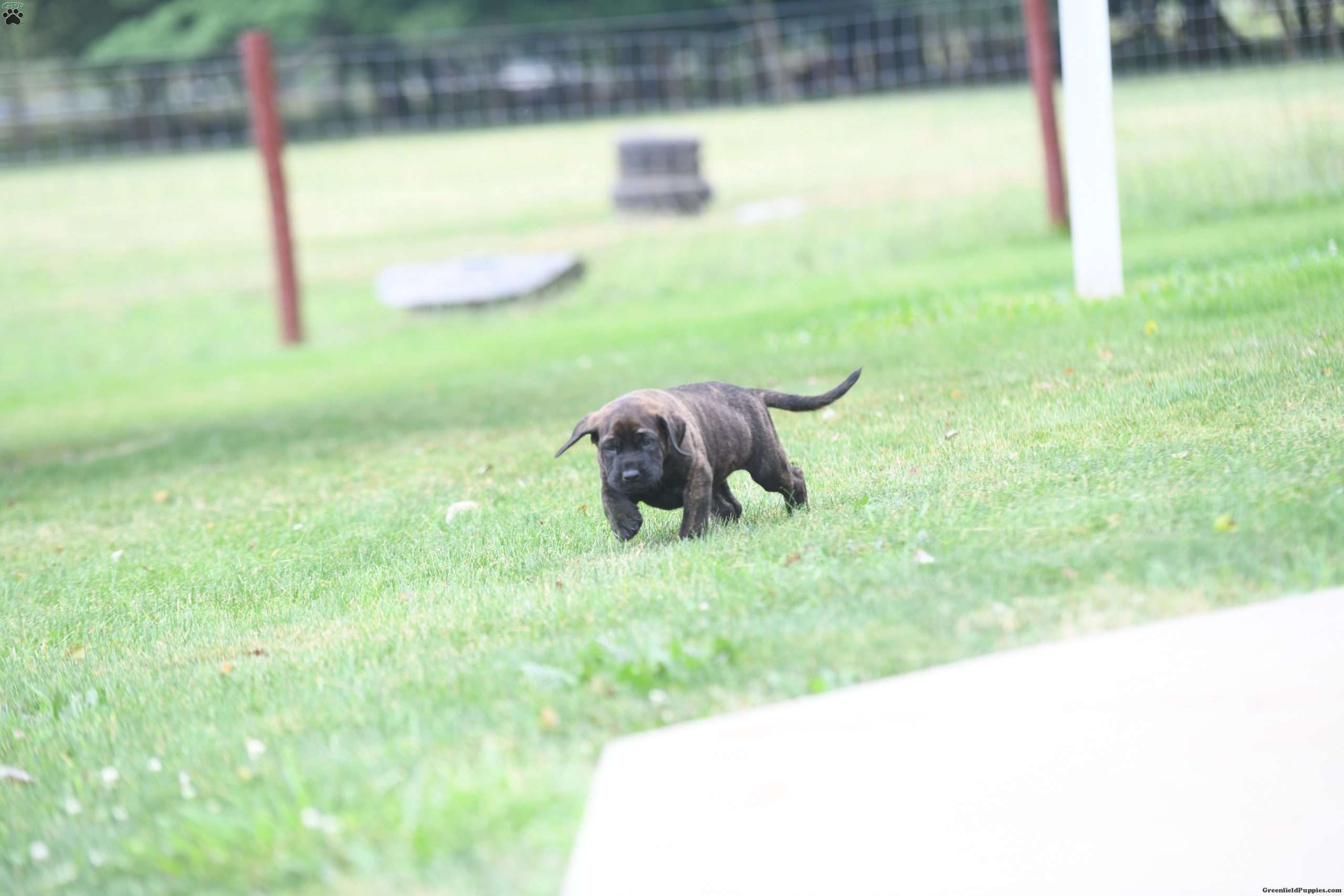 Ceaser English Mastiff Puppy For Sale In Indiana