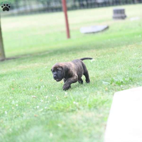 Ceaser, English Mastiff Puppy