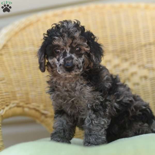 Rhonda, Toy Poodle Puppy