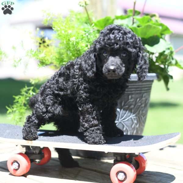 Roger, Toy Poodle Puppy