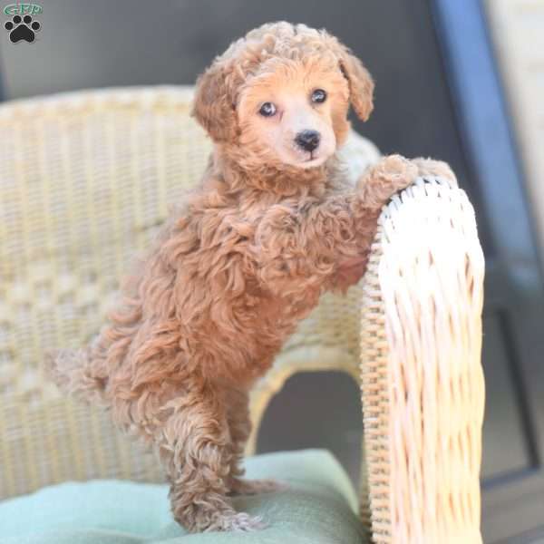 Remi, Toy Poodle Puppy