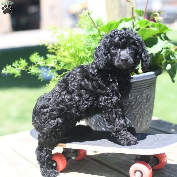 Raine, Toy Poodle Puppy