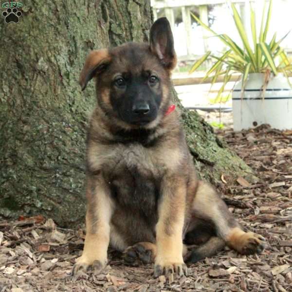 Daffodil - German Shepherd Puppy For Sale in Pennsylvania