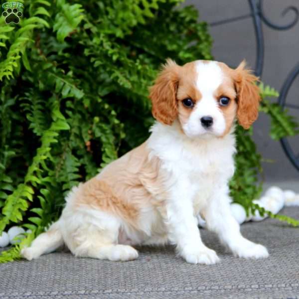 Dahlia, Cavalier King Charles Spaniel Puppy