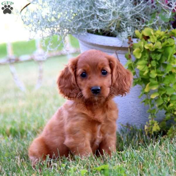 Dahlia, Miniature Golden Retriever Puppy