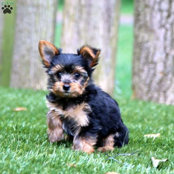 Dahlia, Yorkie Puppy