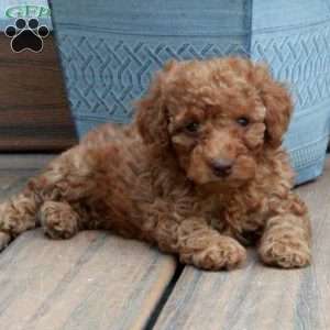 Cockapoo Puppies for Sale - Greenfield Puppies