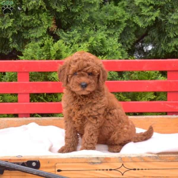 Daisy, Mini Goldendoodle Puppy