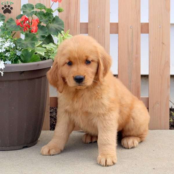 Daisy, Golden Retriever Puppy