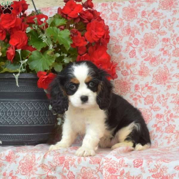 Daisy, Cavalier King Charles Spaniel Puppy