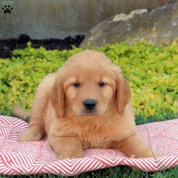 Daisy, Golden Retriever Puppy