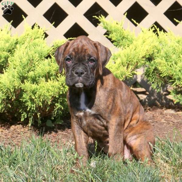 Daisy, Boxer Puppy