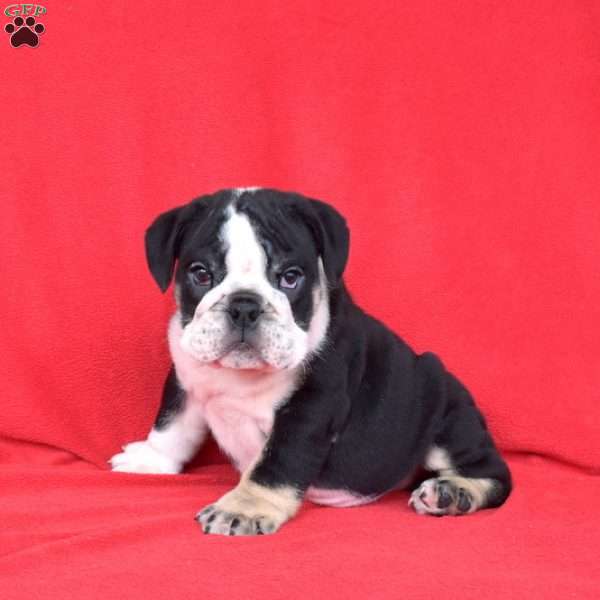 Dakota, English Bulldog Puppy