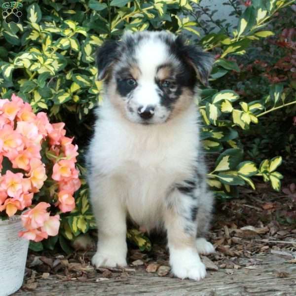 Dallas, Australian Shepherd Puppy