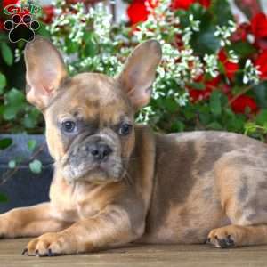 Dallas, French Bulldog Puppy
