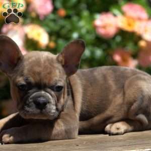 Dallas, French Bulldog Puppy