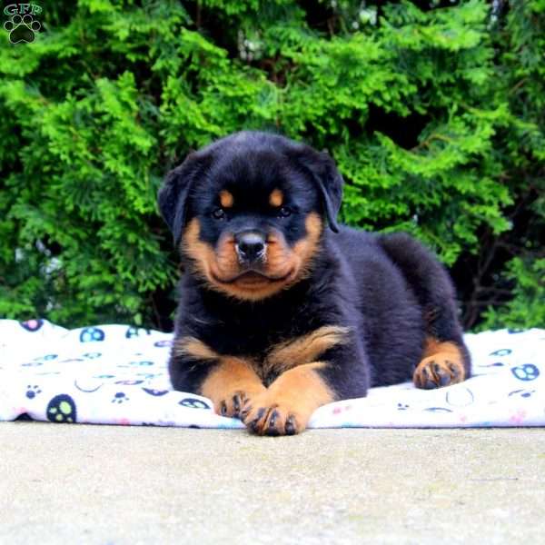 Damon, Rottweiler Puppy