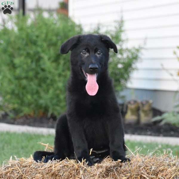 Danny, German Shepherd Puppy