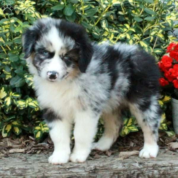 Dante, Australian Shepherd Puppy