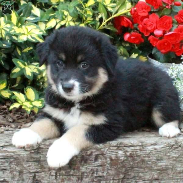 Daphne, Australian Shepherd Puppy