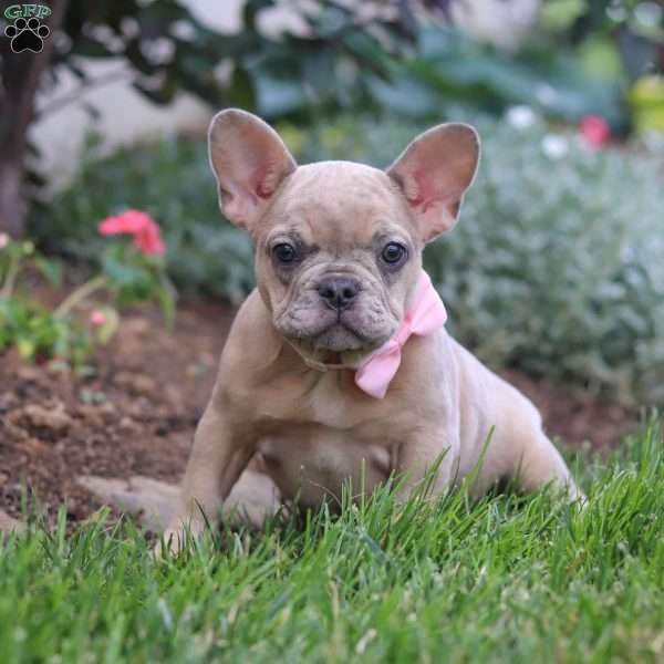 Darla, French Bulldog Puppy