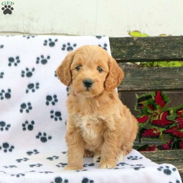 Darla, Mini Goldendoodle Puppy