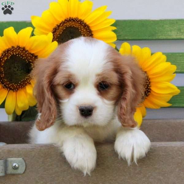 Darling, Cavalier King Charles Spaniel Puppy