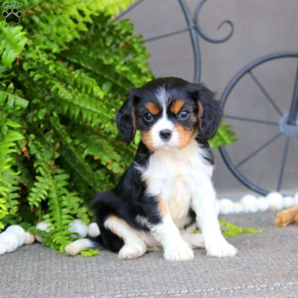 Darling, Cavalier King Charles Spaniel Puppy