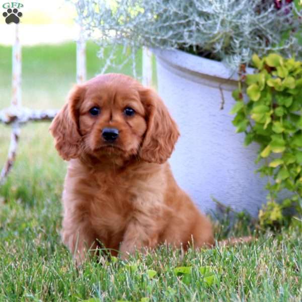 Dash, Miniature Golden Retriever Puppy