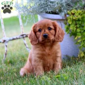 Dash, Miniature Golden Retriever Puppy