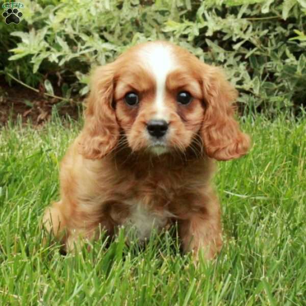 Dax, Cavalier King Charles Spaniel Puppy