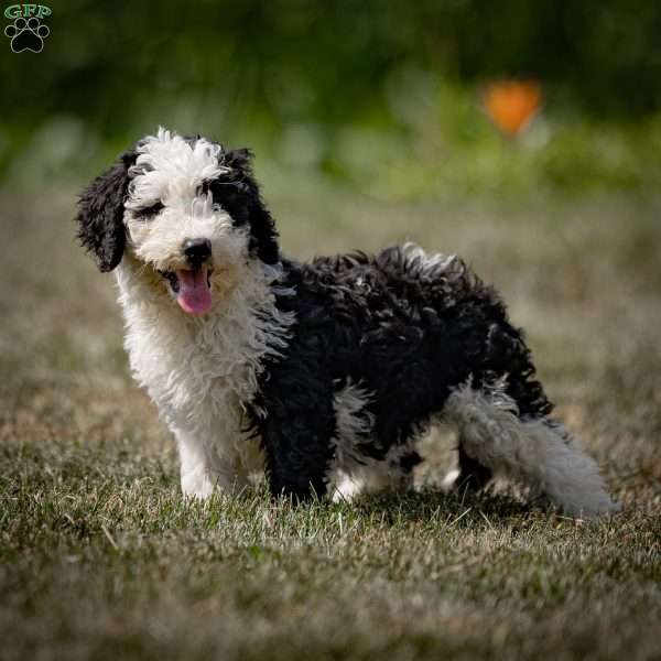 Deborah, Sheepadoodle Puppy