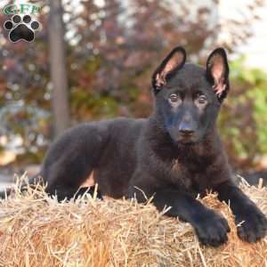 Debra, German Shepherd Puppy