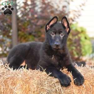 Debra, German Shepherd Puppy